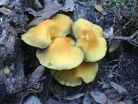 Hypholoma fasciculare image