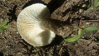 Hygrophorus camarophyllus image