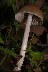 Psathyrella longipes image