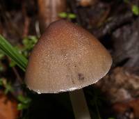 Psathyrella longipes image