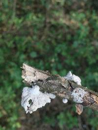 Schizophyllum commune image