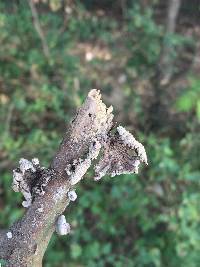 Schizophyllum commune image