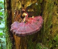 Ganoderma tsugae image