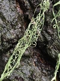 Ramalina menziesii image