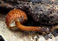 Phaeomarasmius erinaceus image