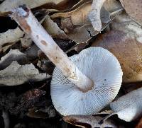 Lepiota castaneidisca image