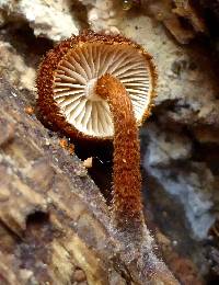 Phaeomarasmius erinaceus image