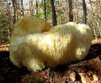 Hericium erinaceus image