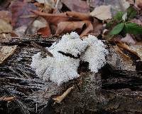 Schizophyllum commune image