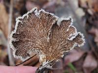 Schizophyllum commune image