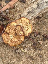 Polyporus arcularius image