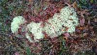 Cladonia rangiferina image