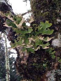 Lobaria pulmonaria image