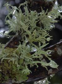 Ramalina farinacea image