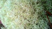 Cladonia rangiferina image