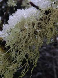 Ramalina farinacea image