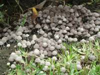 Coprinellus disseminatus image