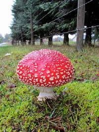 Amanita muscaria subsp. flavivolvata image