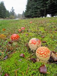 Amanita muscaria subsp. flavivolvata image