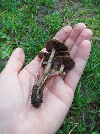 Psilocybe stuntzii image