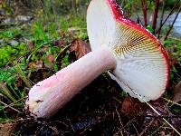 Russula sanguinaria image