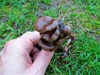 Psilocybe stuntzii image