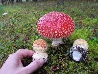 Amanita muscaria image