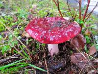 Russula sanguinaria image