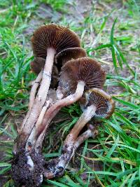 Image of Psilocybe stuntzii