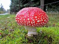 Amanita muscaria subsp. flavivolvata image