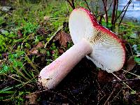 Russula sanguinaria image