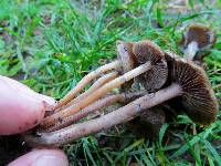 Psilocybe stuntzii image