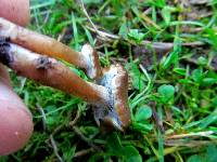 Psilocybe stuntzii image