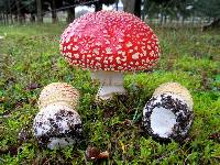 Amanita muscaria subsp. flavivolvata image