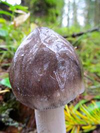 Amanita vaginata image