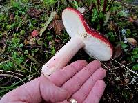 Russula sanguinaria image