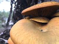 Omphalotus olivascens image