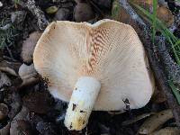 Lactarius alnicola image