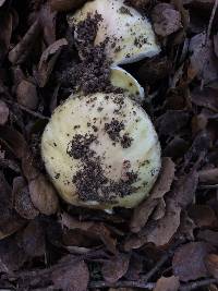 Amanita phalloides image