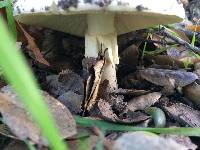 Amanita phalloides image