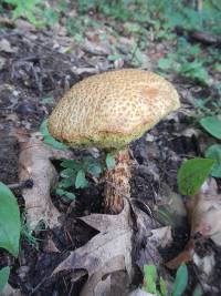 Boletellus russellii image