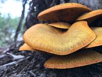 Omphalotus olivascens image