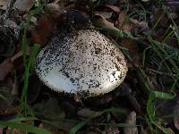 Amanita phalloides image