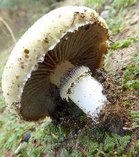 Stropharia coronilla image