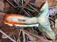 Lactarius deliciosus image