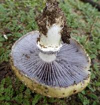 Stropharia coronilla image