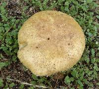 Stropharia coronilla image