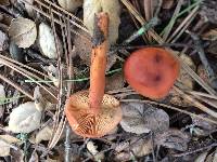 Lactarius rubidus image