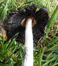 Coprinus comatus image