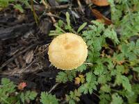 Agrocybe pediades image